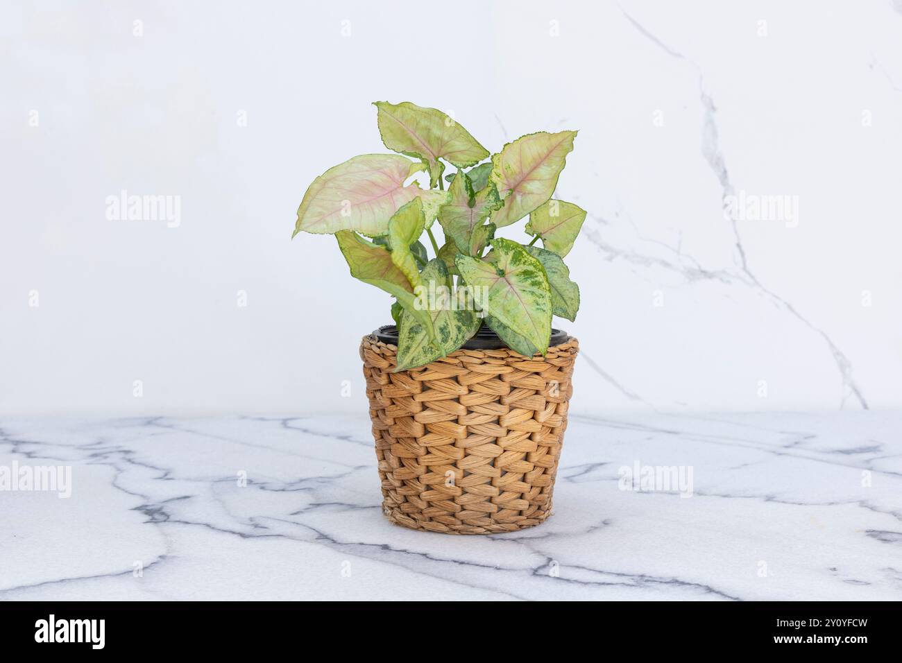 Syngonium podophyllum-Pflanze in Korb auf Marmorboden Stockfoto