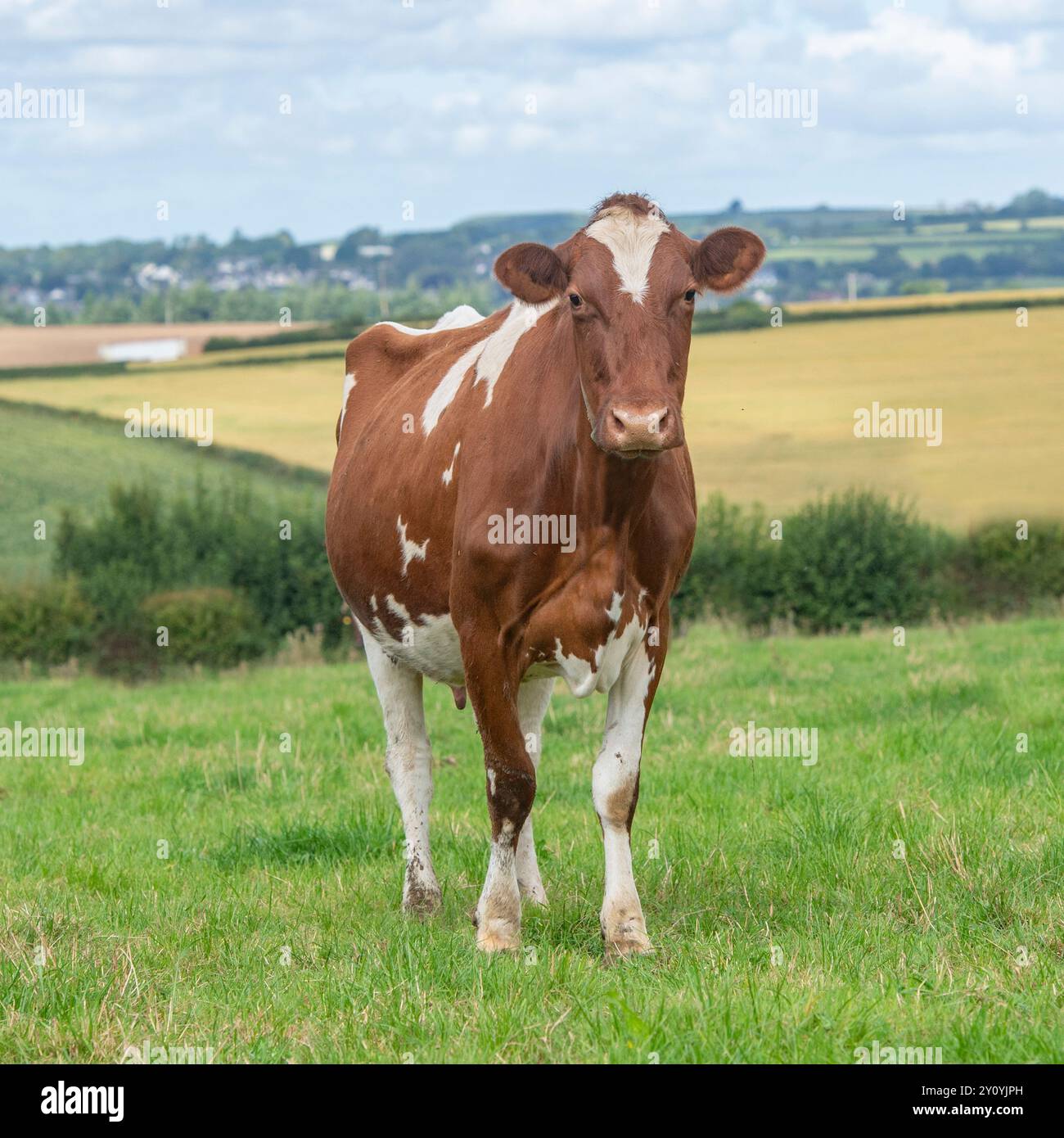 Milchkorndornkuh, die auf einem Grasfeld steht Stockfoto