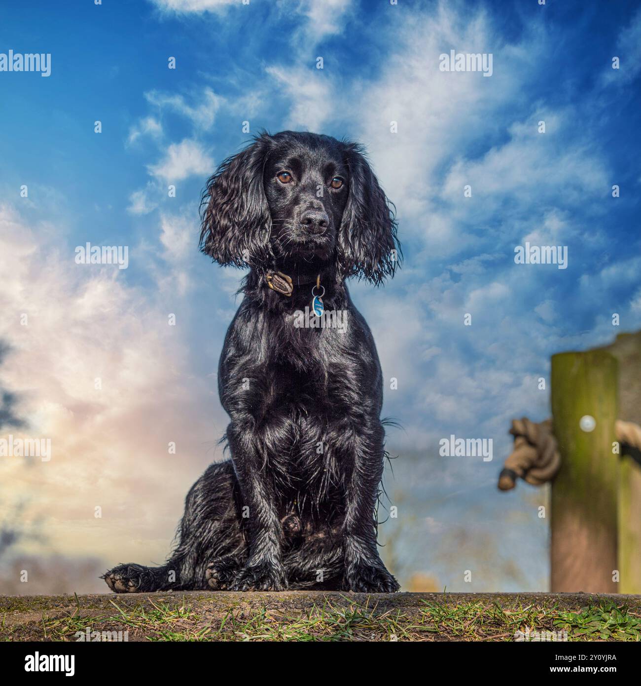 Englischer Cocker Spaniel sitzt an einer Wand mit blauem Himmel Stockfoto