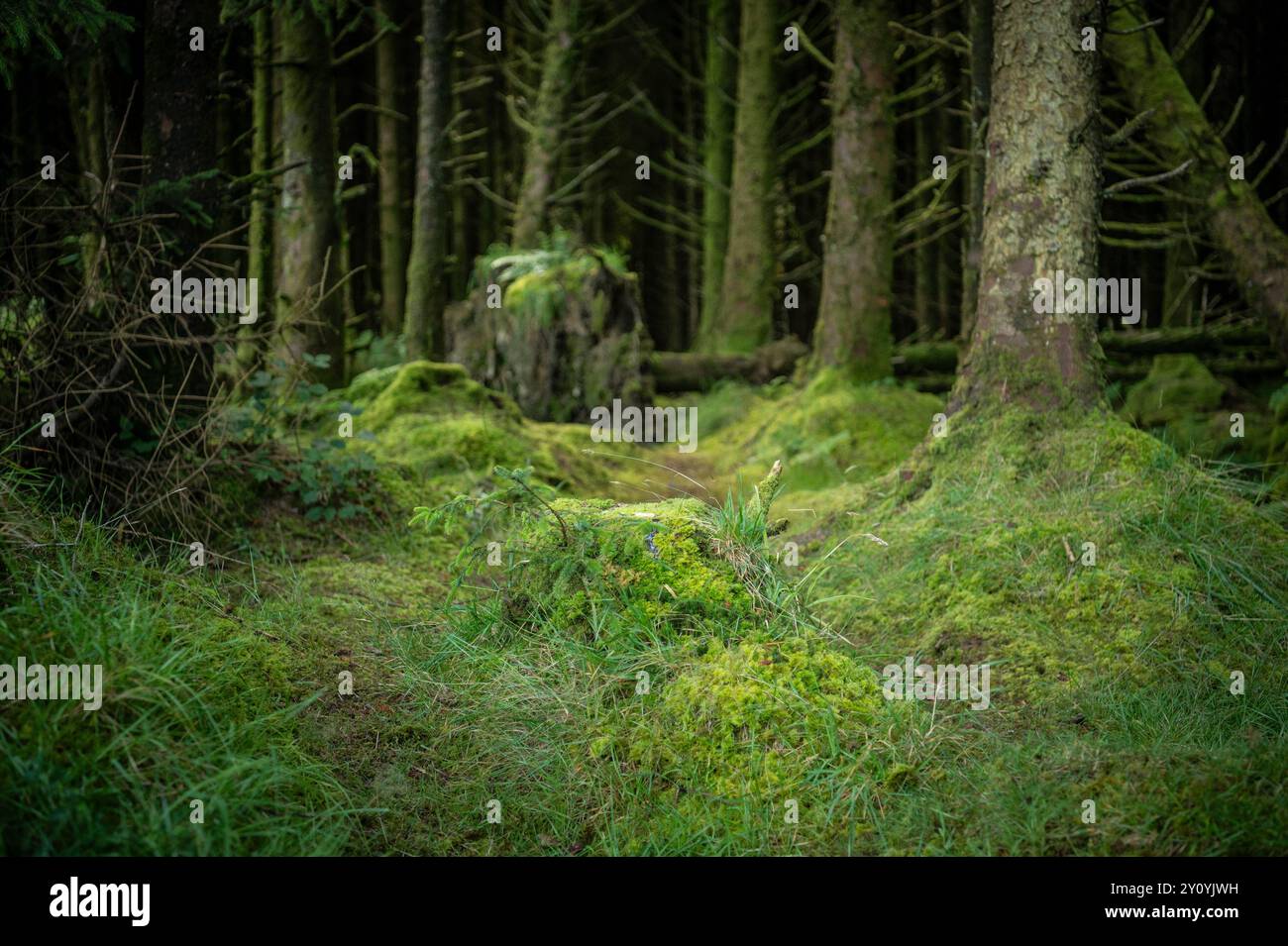 Gruselige Mooswälder in England Stockfoto