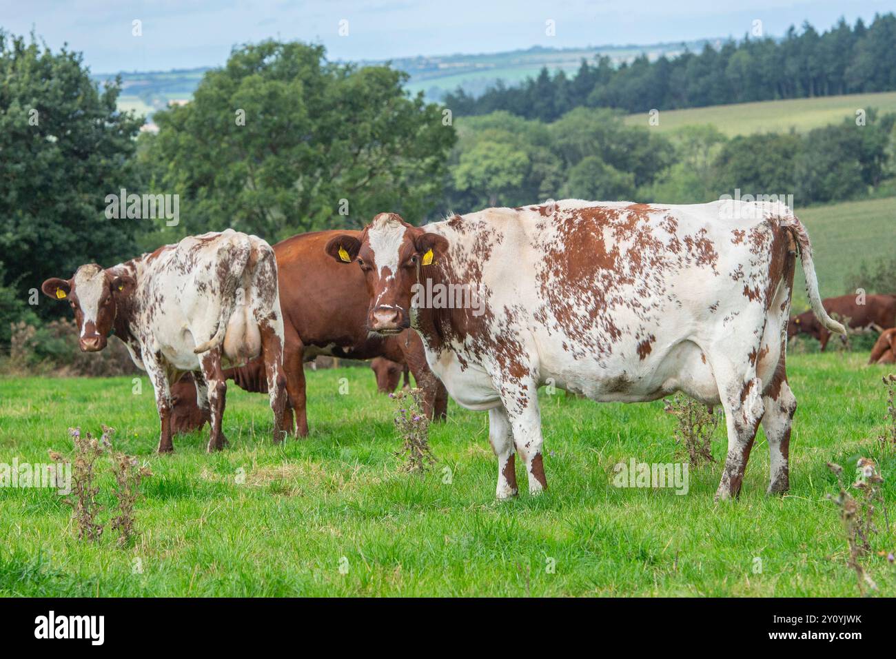 Milchkühe, die auf einem Feld weiden Stockfoto