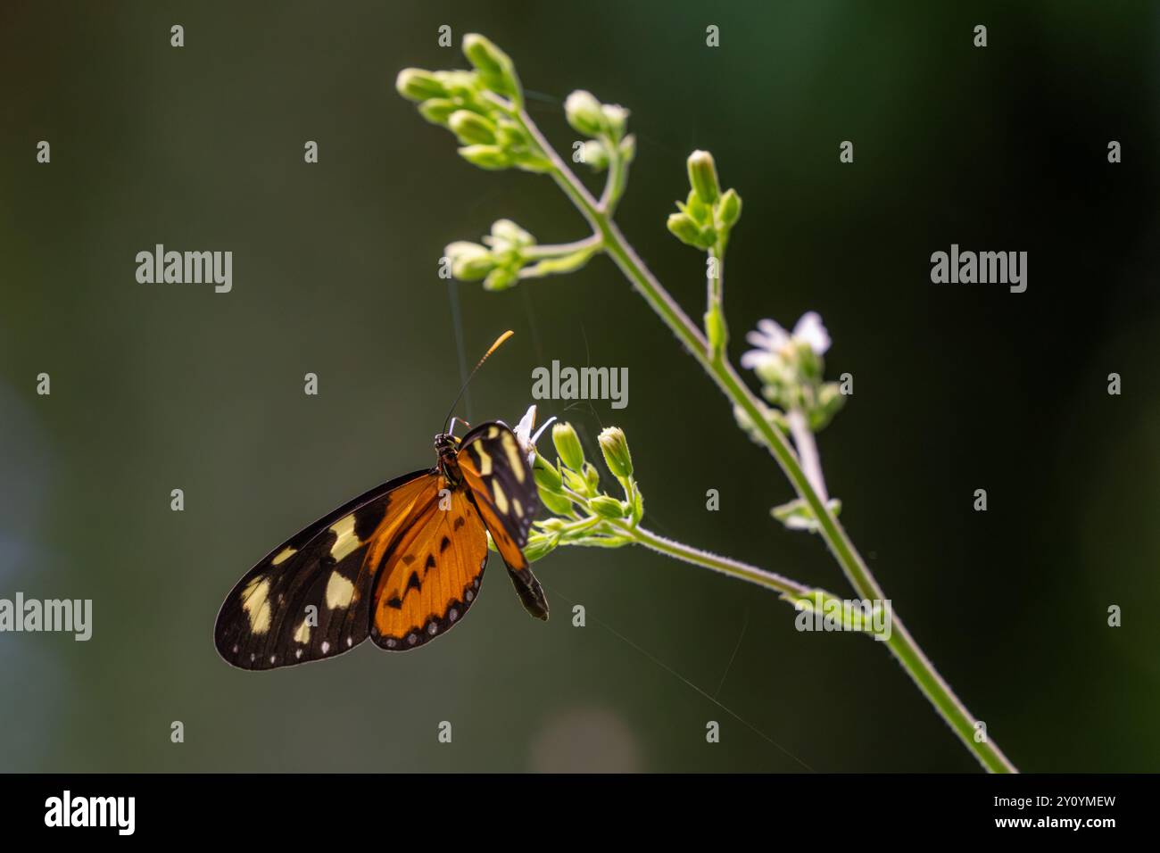 Ein Lysimnia Tigerwing Schmetterling, Mechanitis lysimnia, ernährt sich von einer Blume im Calilegua Nationalpark, Provinz Jujuy, Argentinien. Stockfoto