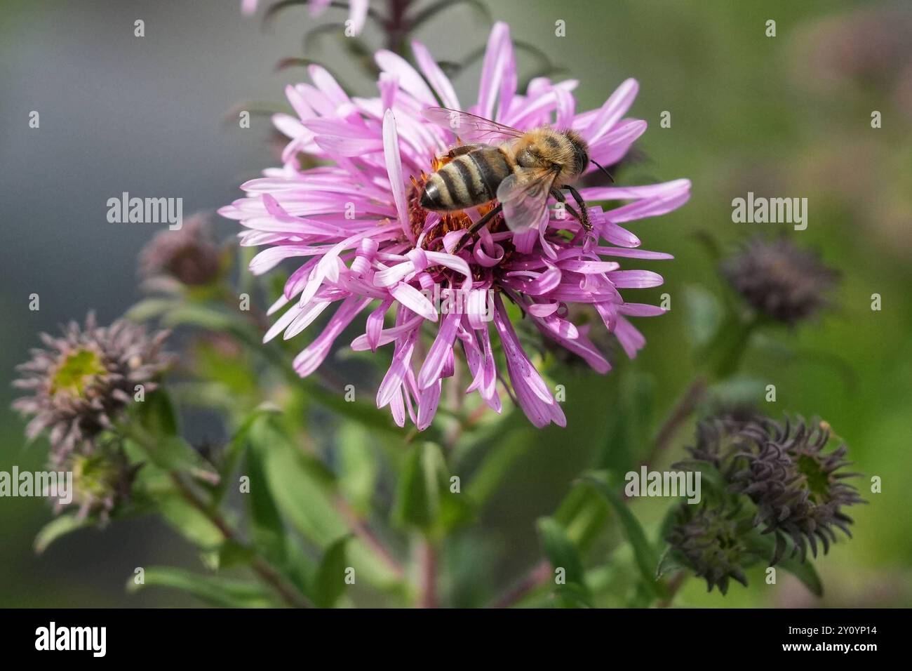 Bienenwiese Metallschild XXL 28x38cm - Bunte Blumenwiese Mit Bienen Deko