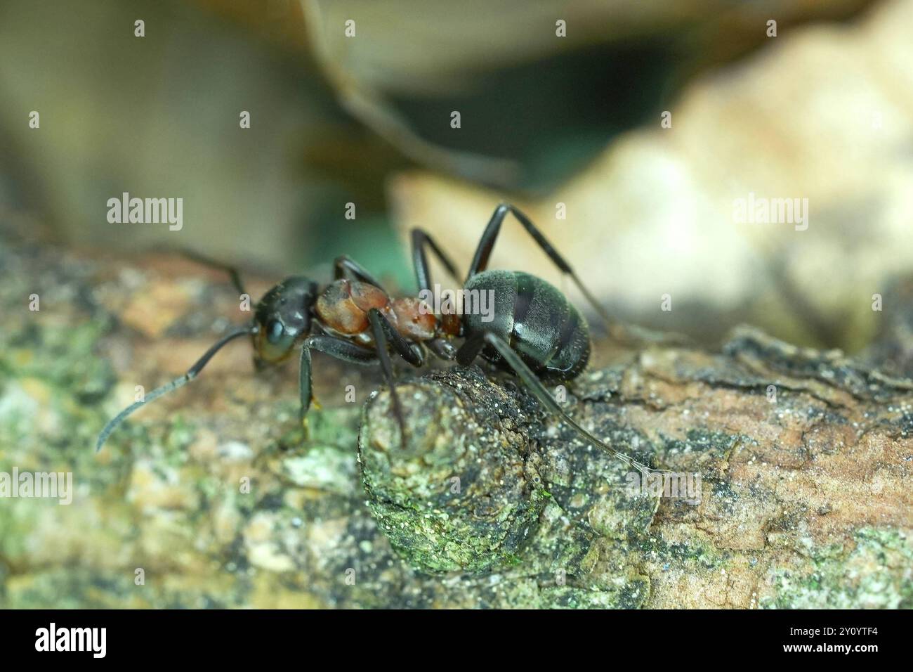 Die Waldameise ist eine Gattung der Ameisen Formicidae aus der Unterfamilie der Schuppenameisen. In Deutschland gibt es 23 Arten. Waldameisen gilt als wichtiger Teil des Ökosystems im Wald. Waldameise Formica - Waldameise die Waldameise ist eine Gattung der Ameisen Formicidae aus der Unterfamilie der Schuppenameisen. In Deutschland gibt es 23 Arten. Waldameisen gilt als wichtiger Teil des Ökosystems im Wald. Deutschland, Kuchen, Scharfenberg, 04.09.2024 *** die Holzameise ist eine Gattung von Ameisen Formicidae aus der Unterfamilie der Schuppenameisen in Deutschland gibt es 23 Arten Stockfoto
