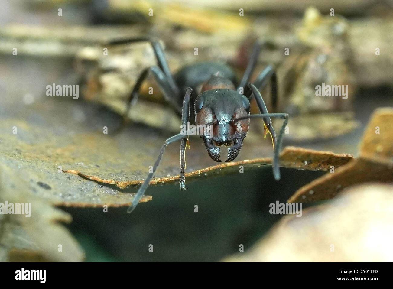 Die Waldameise ist eine Gattung der Ameisen Formicidae aus der Unterfamilie der Schuppenameisen. In Deutschland gibt es 23 Arten. Waldameisen gilt als wichtiger Teil des Ökosystems im Wald. Waldameise Formica - Waldameise die Waldameise ist eine Gattung der Ameisen Formicidae aus der Unterfamilie der Schuppenameisen. In Deutschland gibt es 23 Arten. Waldameisen gilt als wichtiger Teil des Ökosystems im Wald. Deutschland, Kuchen, Scharfenberg, 04.09.2024 *** die Holzameise ist eine Gattung von Ameisen Formicidae aus der Unterfamilie der Schuppenameisen in Deutschland gibt es 23 Arten Stockfoto