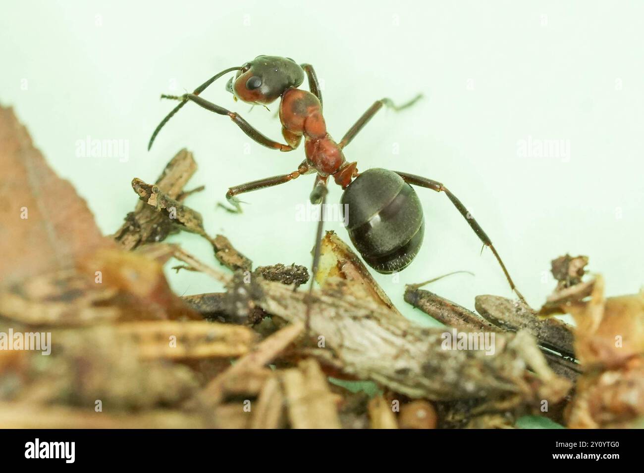 Die Waldameise ist eine Gattung der Ameisen Formicidae aus der Unterfamilie der Schuppenameisen. In Deutschland gibt es 23 Arten. Waldameisen gilt als wichtiger Teil des Ökosystems im Wald. Waldameise Formica - Waldameise die Waldameise ist eine Gattung der Ameisen Formicidae aus der Unterfamilie der Schuppenameisen. In Deutschland gibt es 23 Arten. Waldameisen gilt als wichtiger Teil des Ökosystems im Wald. Deutschland, Kuchen, Scharfenberg, 04.09.2024 *** die Holzameise ist eine Gattung von Ameisen Formicidae aus der Unterfamilie der Schuppenameisen in Deutschland gibt es 23 Arten Stockfoto