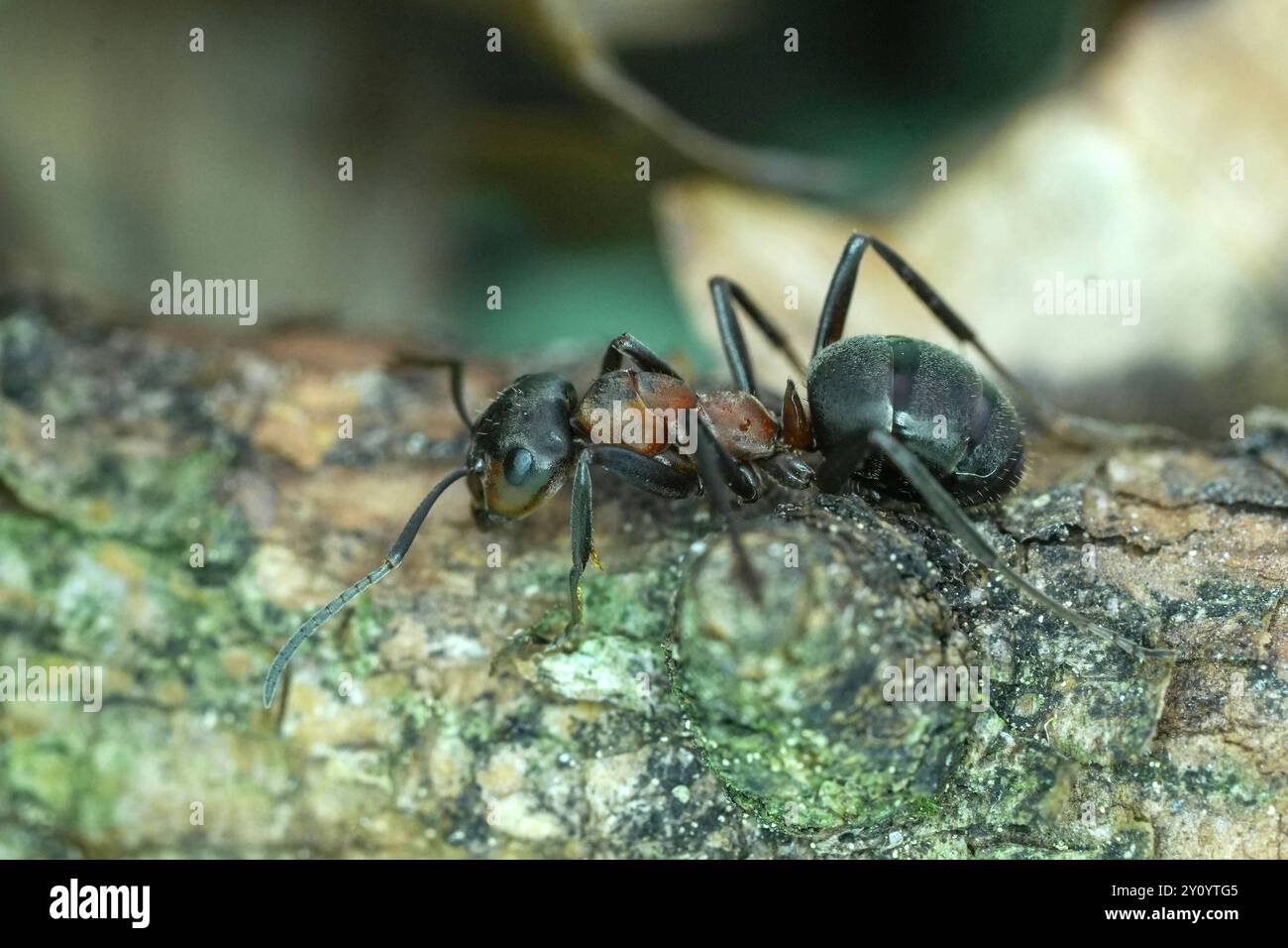 Die Waldameise ist eine Gattung der Ameisen Formicidae aus der Unterfamilie der Schuppenameisen. In Deutschland gibt es 23 Arten. Waldameisen gilt als wichtiger Teil des Ökosystems im Wald. Waldameise Formica - Waldameise die Waldameise ist eine Gattung der Ameisen Formicidae aus der Unterfamilie der Schuppenameisen. In Deutschland gibt es 23 Arten. Waldameisen gilt als wichtiger Teil des Ökosystems im Wald. Deutschland, Kuchen, Scharfenberg, 04.09.2024 *** die Holzameise ist eine Gattung von Ameisen Formicidae aus der Unterfamilie der Schuppenameisen in Deutschland gibt es 23 Arten Stockfoto
