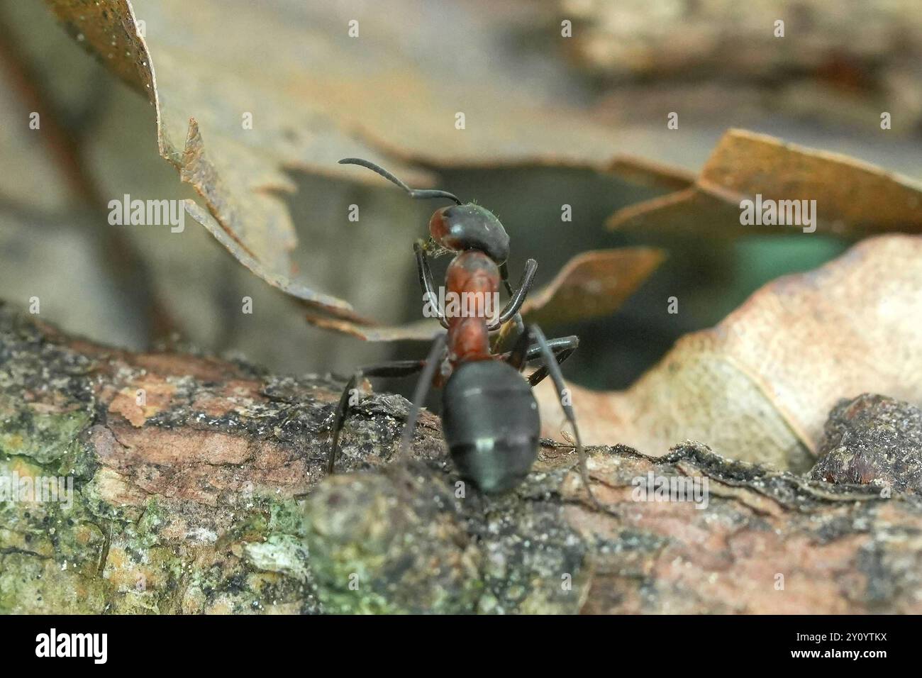 Die Waldameise ist eine Gattung der Ameisen Formicidae aus der Unterfamilie der Schuppenameisen. In Deutschland gibt es 23 Arten. Waldameisen gilt als wichtiger Teil des Ökosystems im Wald. Waldameise Formica - Waldameise die Waldameise ist eine Gattung der Ameisen Formicidae aus der Unterfamilie der Schuppenameisen. In Deutschland gibt es 23 Arten. Waldameisen gilt als wichtiger Teil des Ökosystems im Wald. Deutschland, Kuchen, Scharfenberg, 04.09.2024 *** die Holzameise ist eine Gattung von Ameisen Formicidae aus der Unterfamilie der Schuppenameisen in Deutschland gibt es 23 Arten Stockfoto