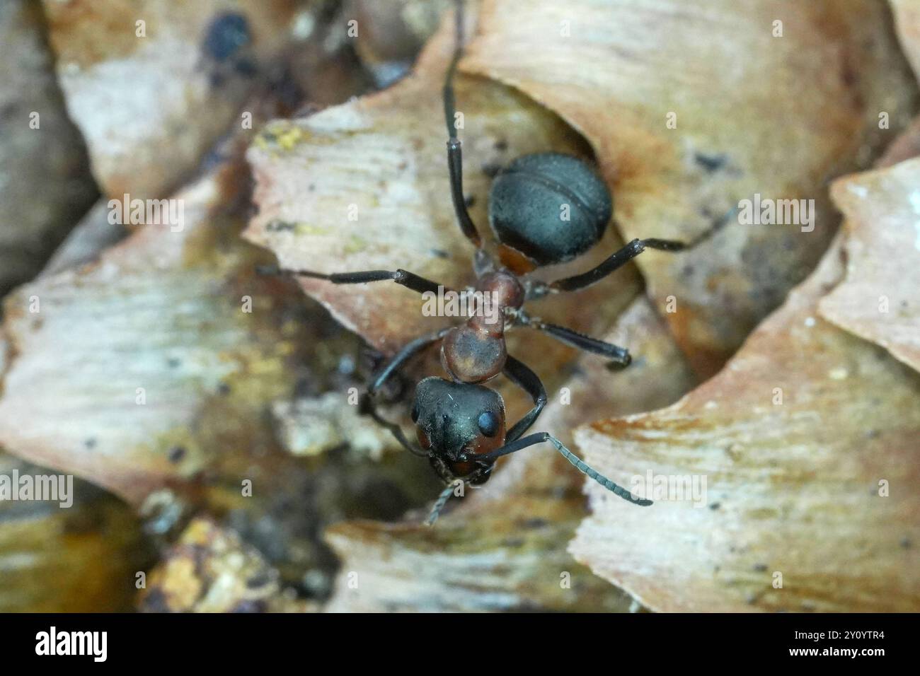 Die Waldameise ist eine Gattung der Ameisen Formicidae aus der Unterfamilie der Schuppenameisen. In Deutschland gibt es 23 Arten. Waldameisen gilt als wichtiger Teil des Ökosystems im Wald. Waldameise Formica - Waldameise die Waldameise ist eine Gattung der Ameisen Formicidae aus der Unterfamilie der Schuppenameisen. In Deutschland gibt es 23 Arten. Waldameisen gilt als wichtiger Teil des Ökosystems im Wald. Deutschland, Kuchen, Scharfenberg, 04.09.2024 *** die Holzameise ist eine Gattung von Ameisen Formicidae aus der Unterfamilie der Schuppenameisen in Deutschland gibt es 23 Arten Stockfoto