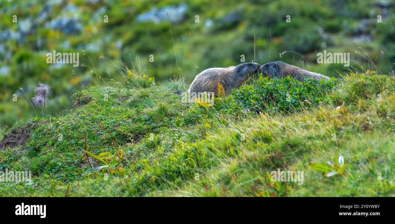 Küssen Sie zwei Murmeltiere als Begrüßung, stärken Sie ihre Familienbindung und sind einander gegenüber liebevoll, erwachsenen Tieren in ihrem eigenen Lebensraum Stockfoto