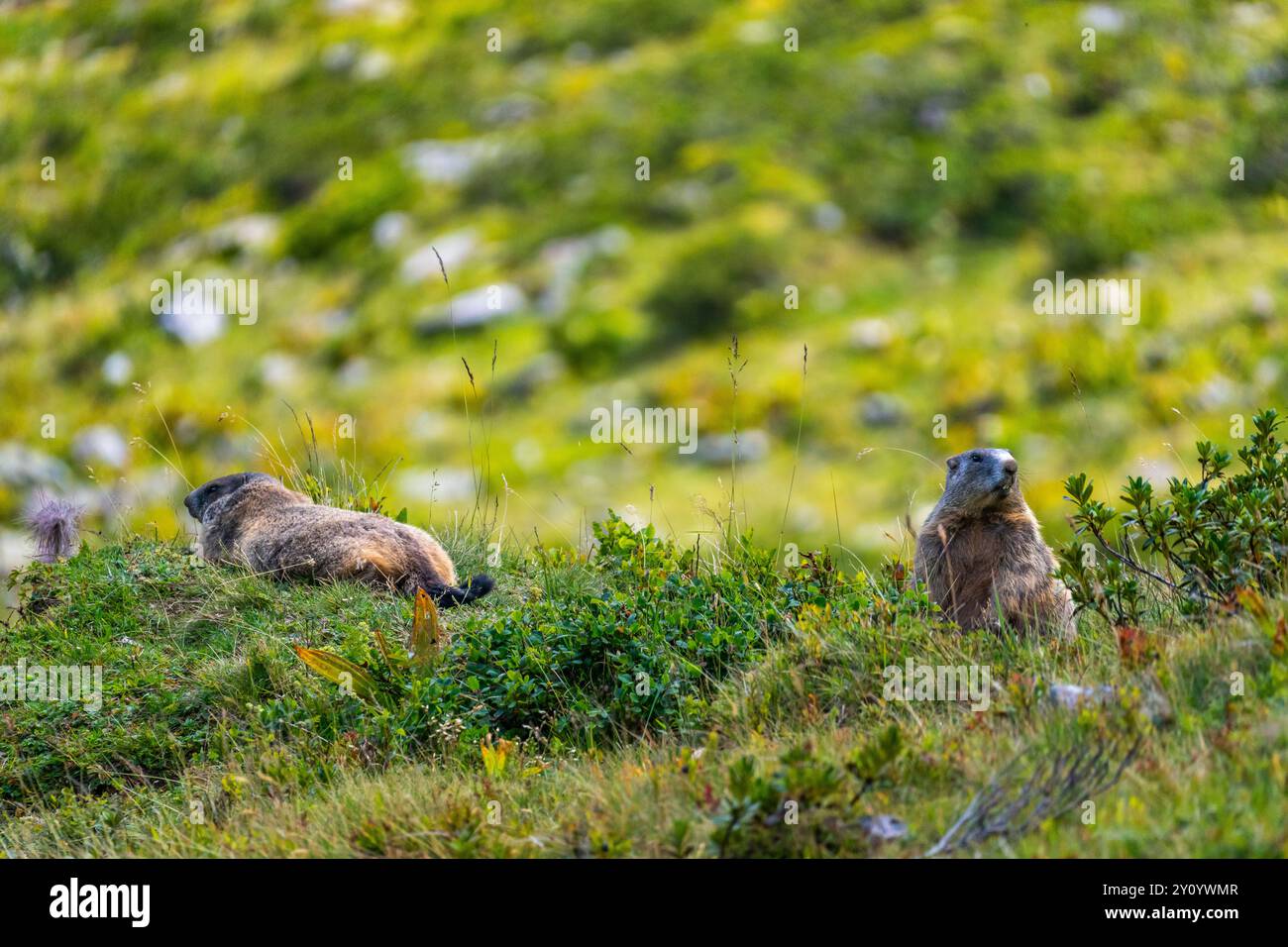 Zwei Murmeltiere suchen Gefahr, gemeinsam stärken sie ihre familiäre Bindung und sind zueinander liebevoll, die erwachsenen Tiere sitzen Stockfoto