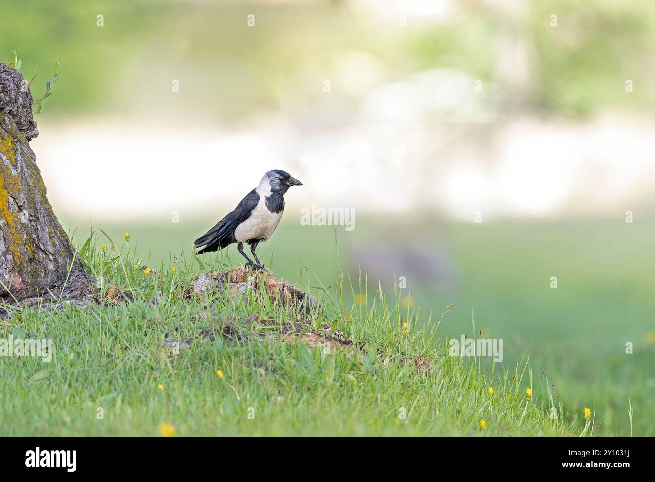 Daurian Jackdaw (Coloeus dauuricus) im Gras. Stockfoto