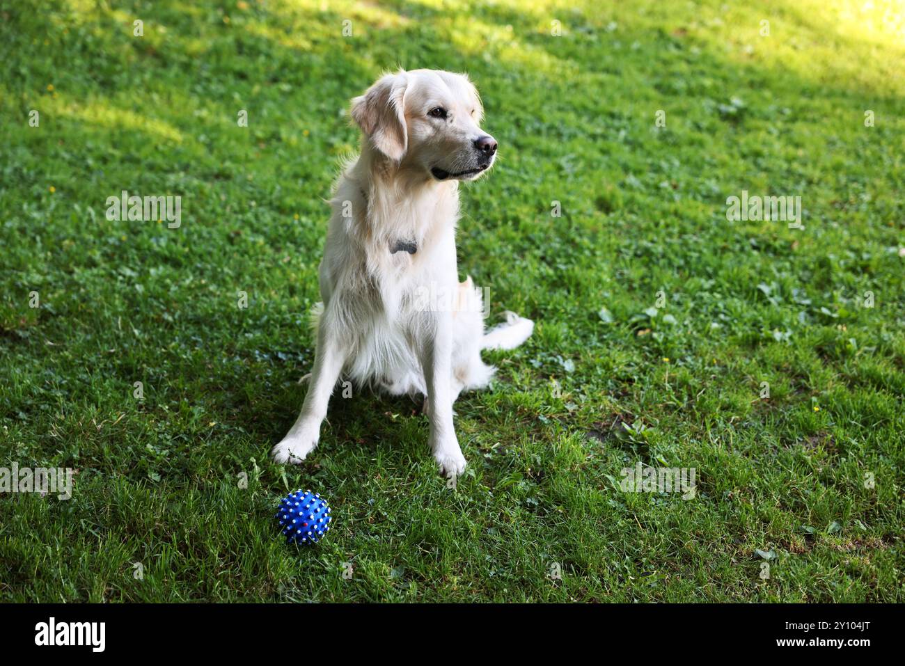 Niedliches Golden Retriever und Hundespielzeug auf grünem Gras Stockfoto