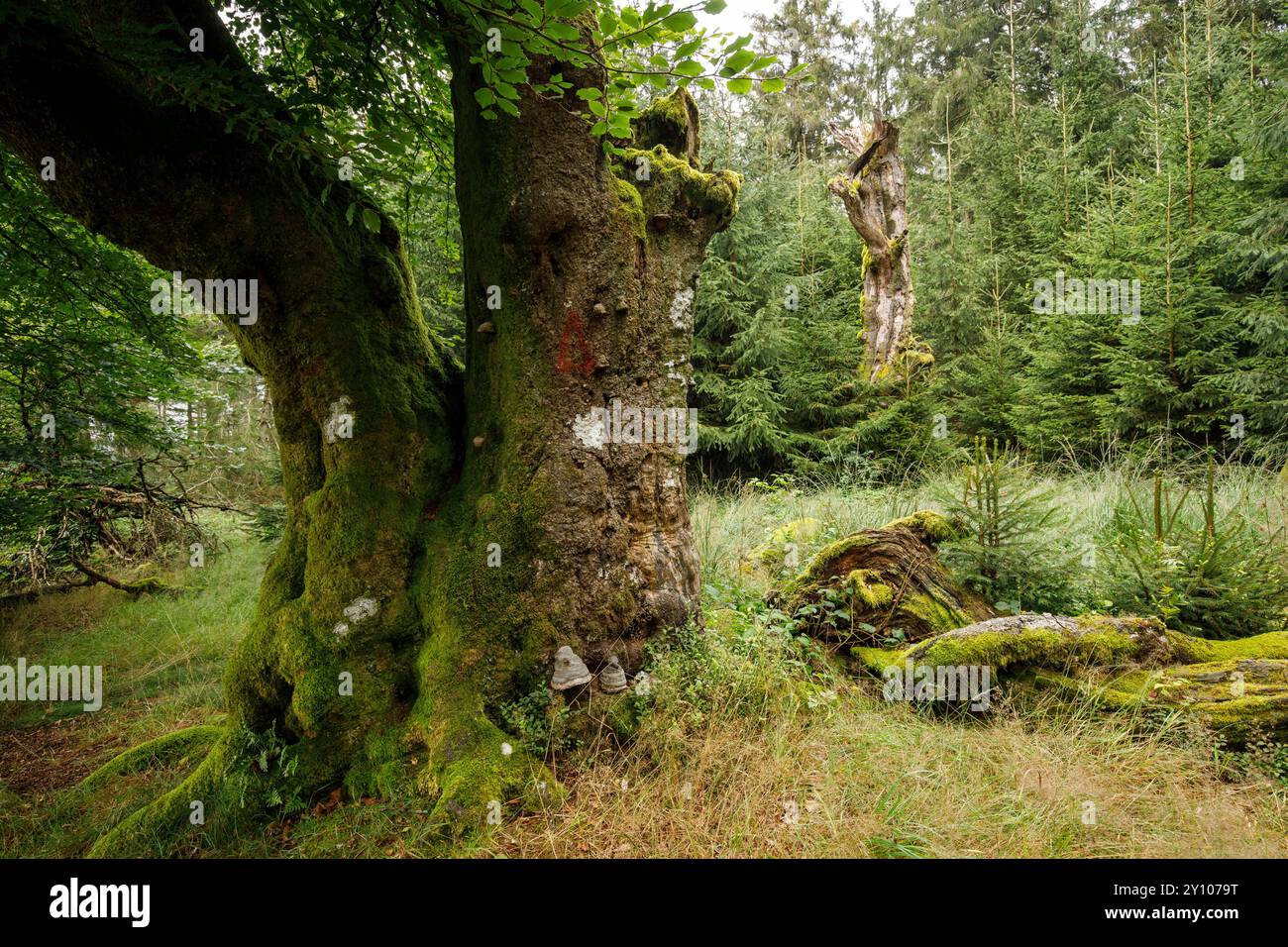 Die sechs Beeches (Les Six Hêstres) im Wald von Lonlou bei Hockai im Hohen Venn, Fagne Tîrifaye, Wallonien, Belgien. Die Bäume sind über 250 Jahre alt Stockfoto