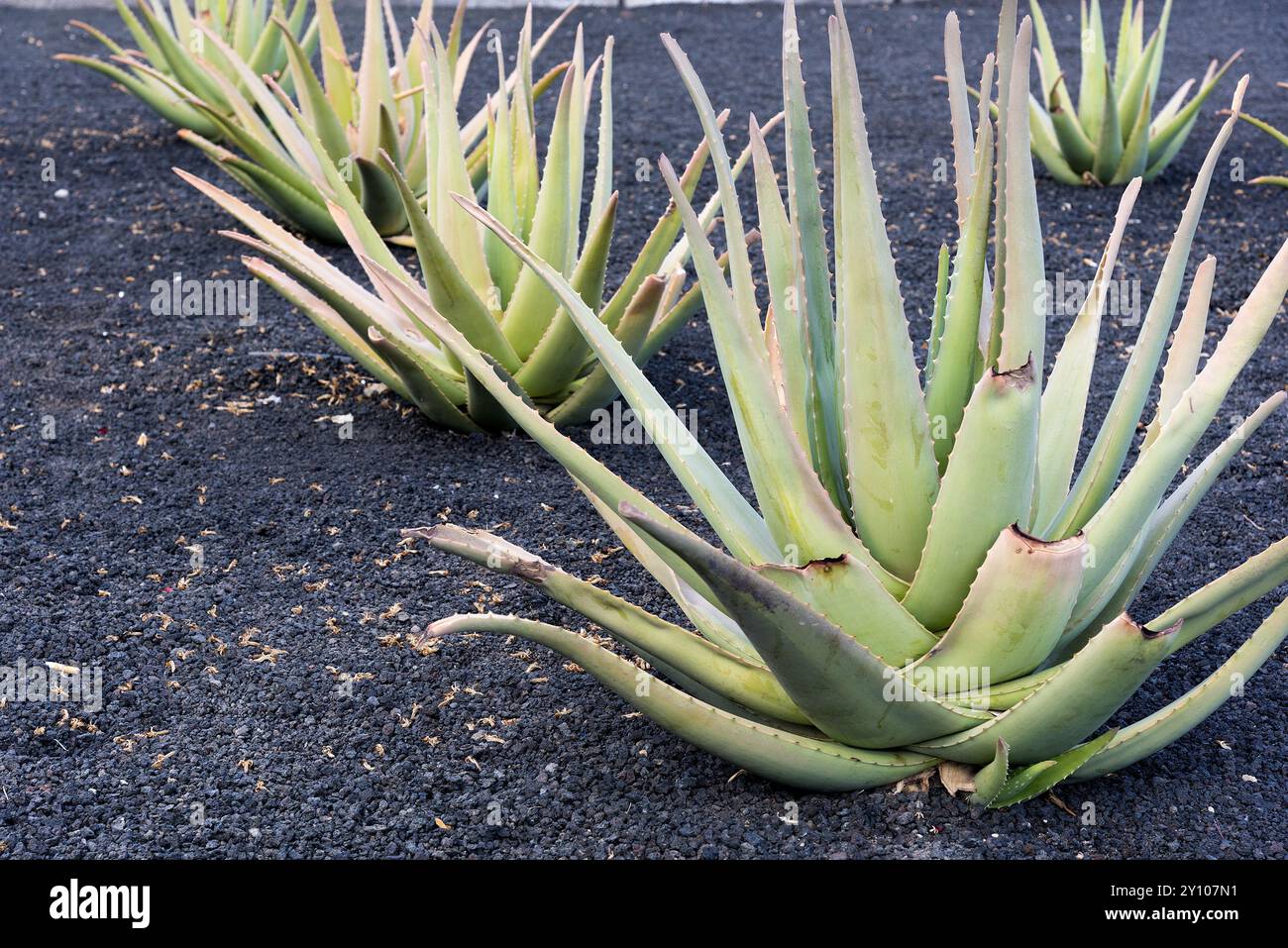 Groe Sukulente (Aloe Vera) und die Landschaft der gis, die in der Trkei  gefangen ist. Wilde Pflanzen und Bume an einem sonnigen Sommertag  Stockfotografie - Alamy