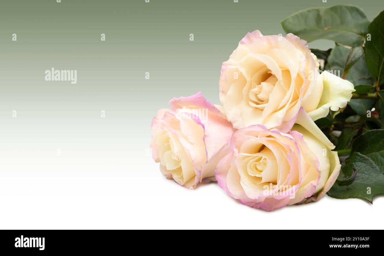 Elegante weiße Rosen mit sanften rosafarbenen Tönen isoliert auf grünem Farbverlauf Stockfoto