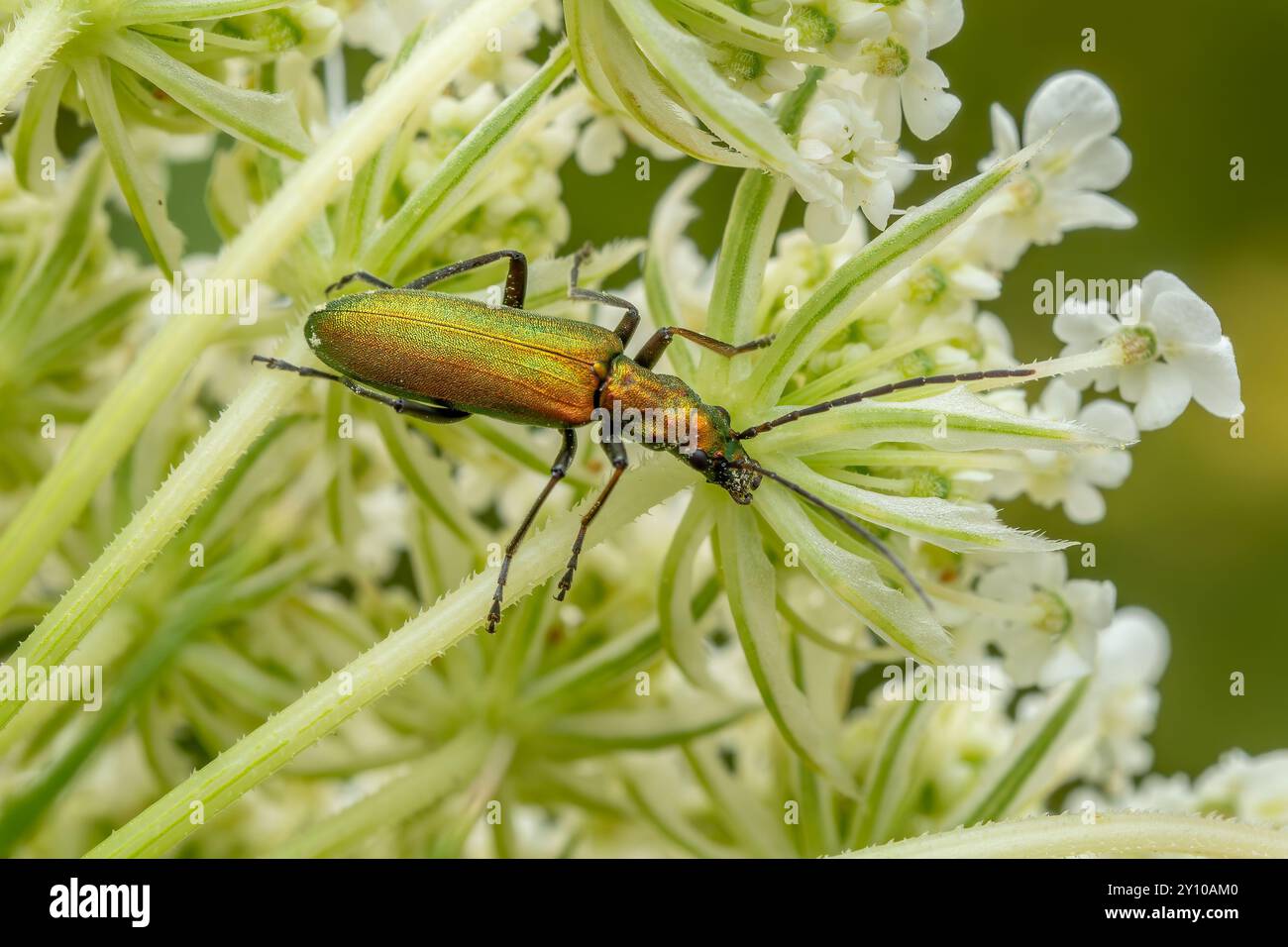 Falscher Blisterkäfer - Chrysanthia viridissima, schöner metallisch grüner Käfer aus europäischen Wiesen und Gärten, Zlin, Tschechische Republik. Stockfoto