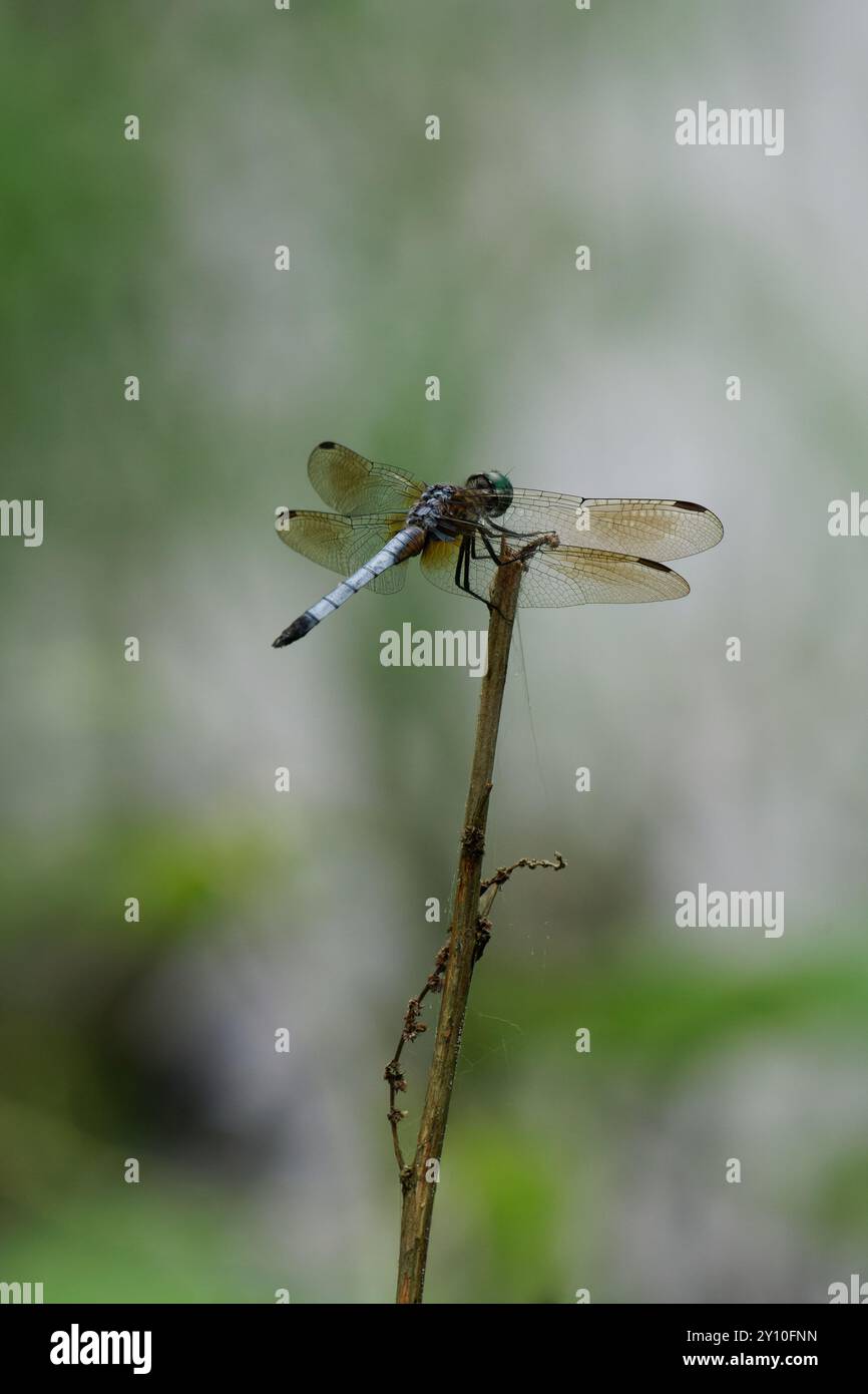 Blaue Dasher Libelle auf der Ruheposition Stockfoto