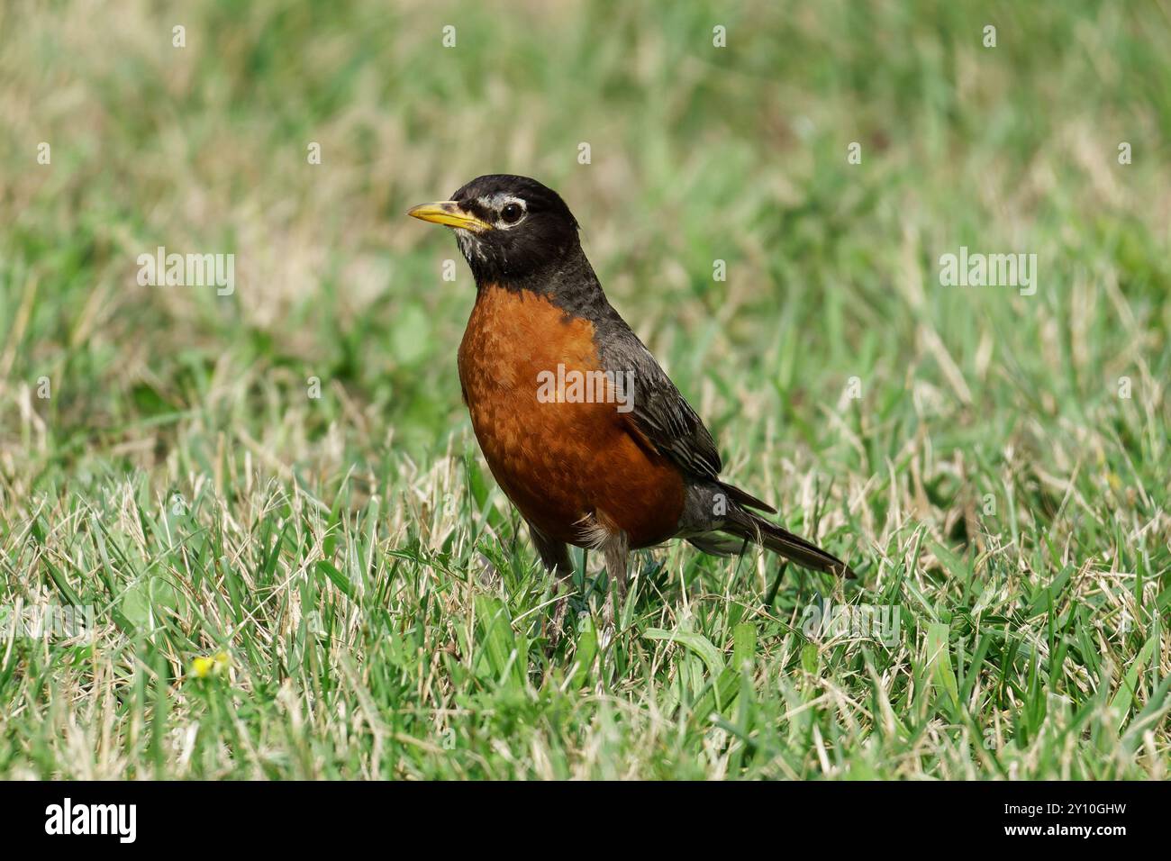 Amerikanischer Robin stand im Gras Stockfoto