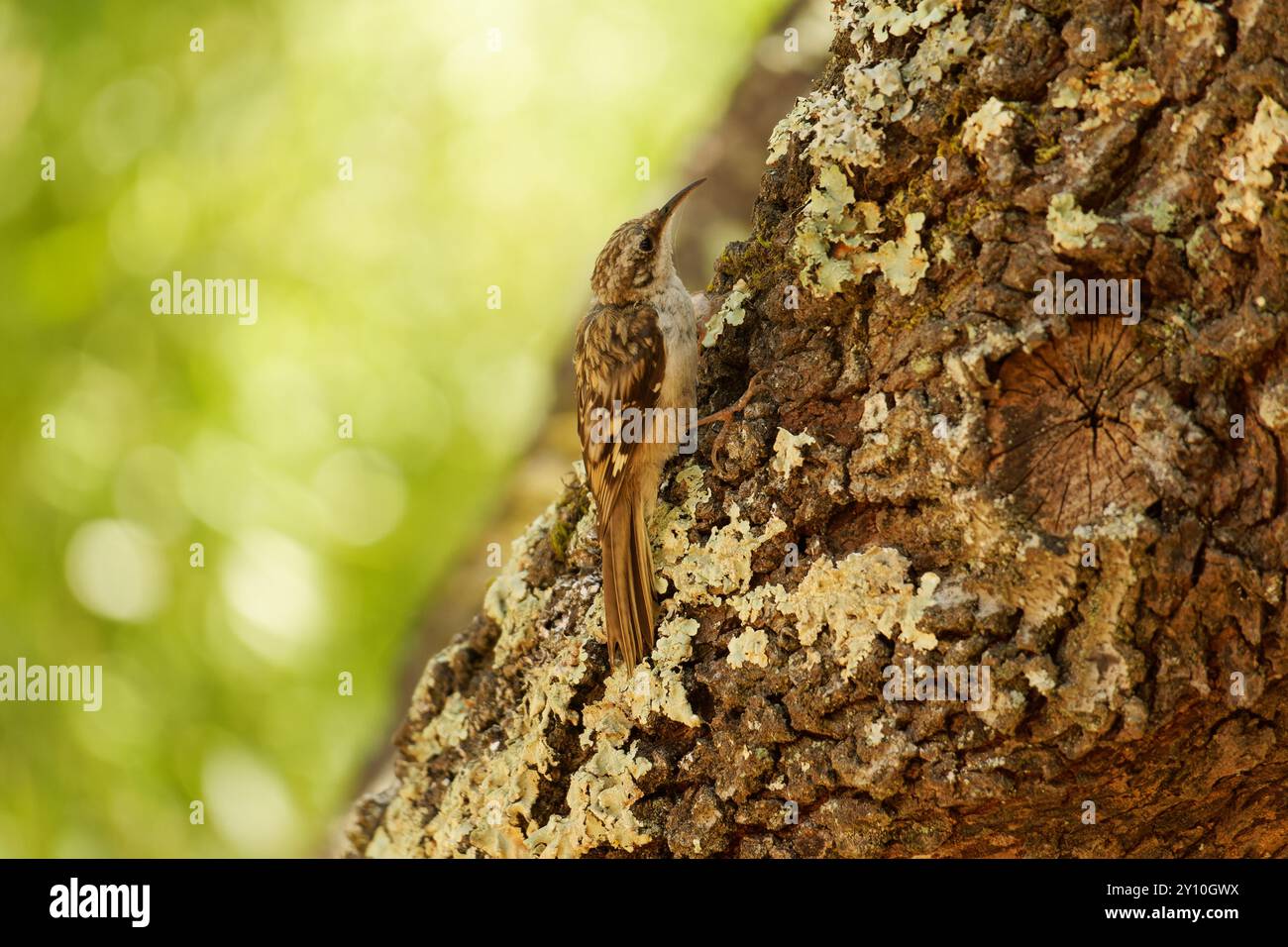 Brauner Kriecher auf Baumzweig Stockfoto