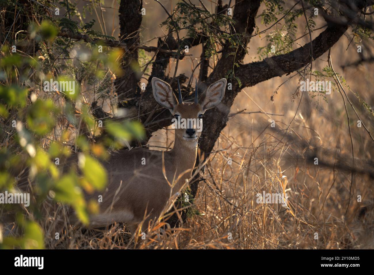 Steenbok steht im Gras. Steenbok während einer Safari im Kruger-Nationalpark. Kleine Antilope, die im afrikanischen Busch lebt. Stockfoto