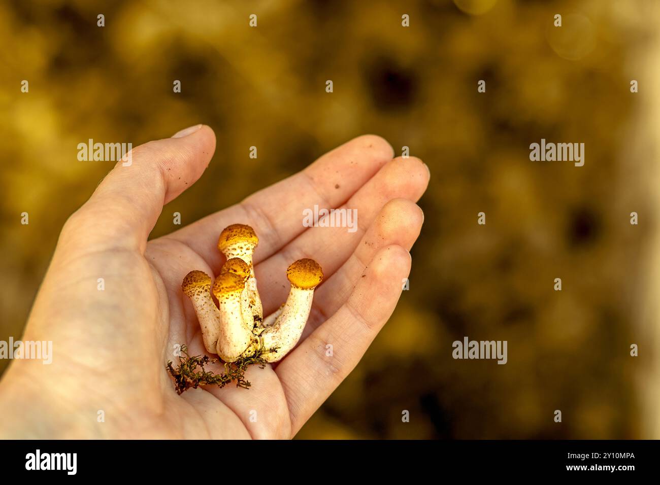 Gruppe kleiner Armillaria mellea in der Hand der Frau. Pilzjagd im Herbst. Kopierbereich. Nahaufnahme. Stockfoto