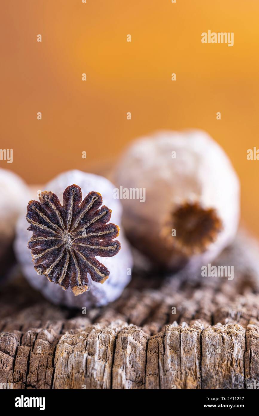 Getrocknete Mohnkapseln, Nahaufnahme der Fruchtkapseln Stockfoto