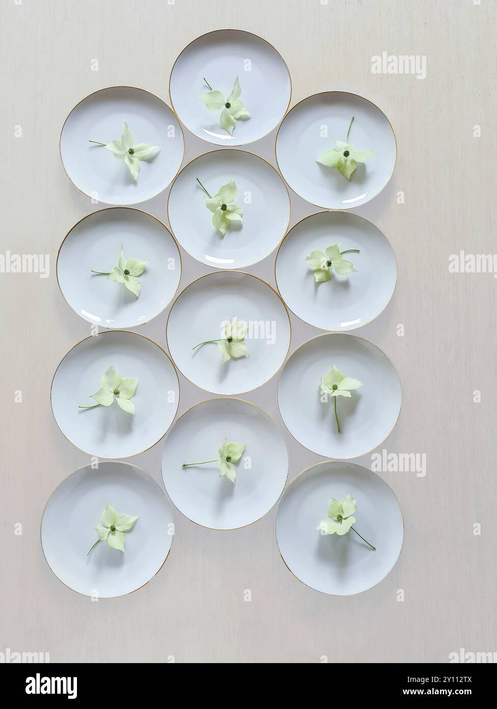 12 weiße Teller mit goldenen Rändern stehen nebeneinander auf einem Holztisch, verziert mit einer weißen Blüte auf dem Stamm der Hartholzpflanze, Hochzeitsvorbereitungen und Dekoration Stockfoto