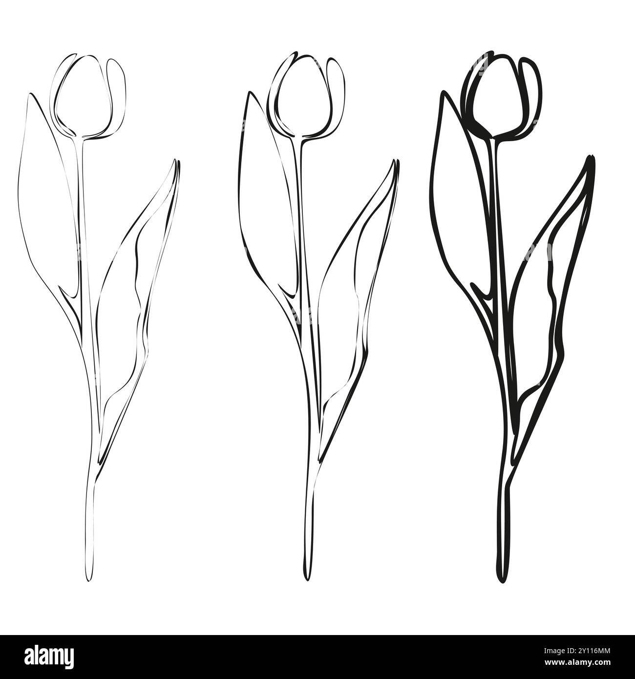 Set aus durchgehender Linienzeichnung Tulpe. Schwarz-weiße Blumensträuße. Blumenseite. Kunst Mit Blumenmuster Abbildung: Feine Lilien. Handzeichnung Stock Vektor