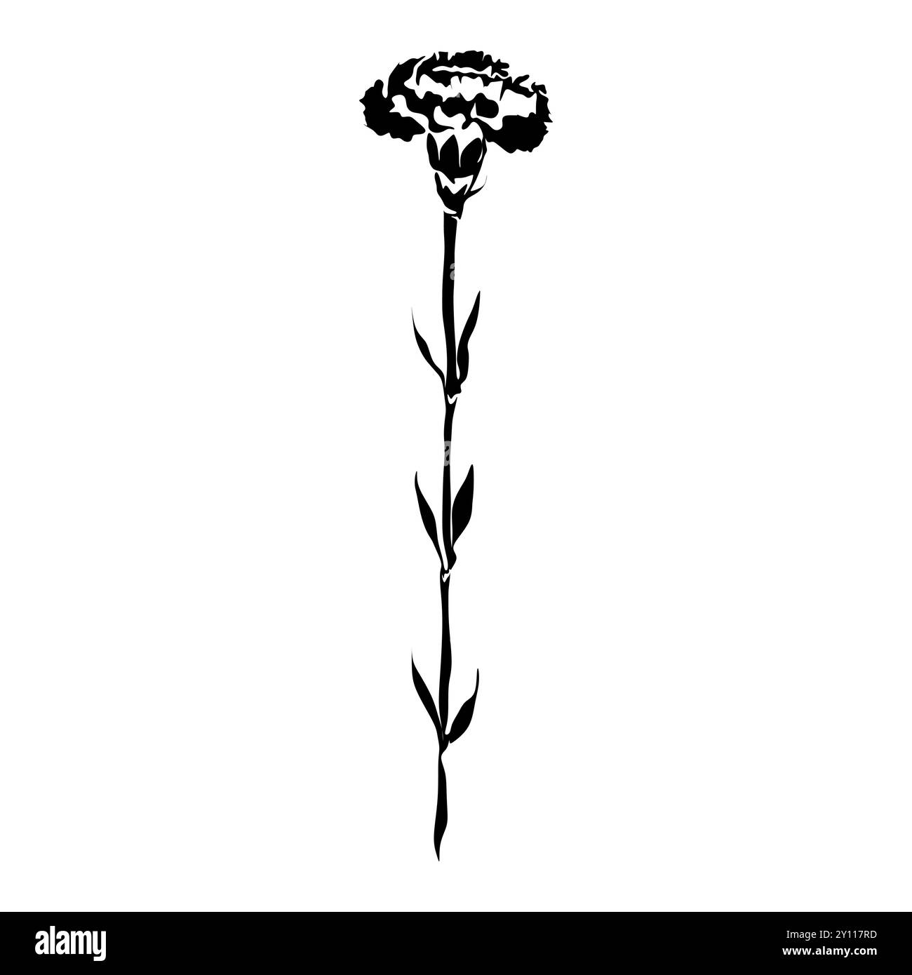 Dianthus Schwarze und weiße Silhouette. Silhouette mit Blumenmuster. Handgezeichnete Blumen. Botanische schwarze Silhouette isoliert auf weißem Hintergrund Stock Vektor