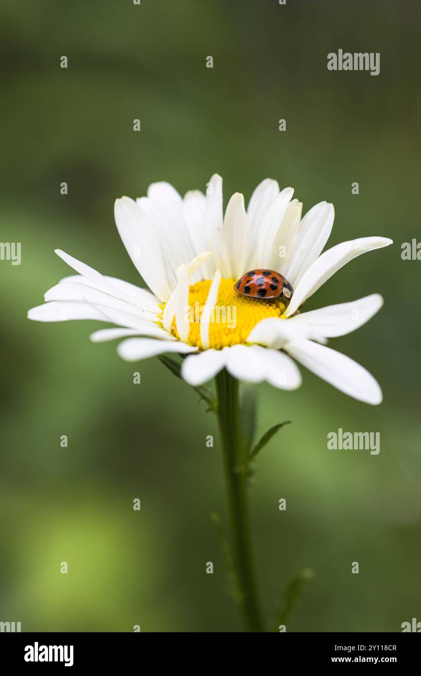 Ein Marienkäfer auf der Blume eines Gänseblümchens Stockfoto