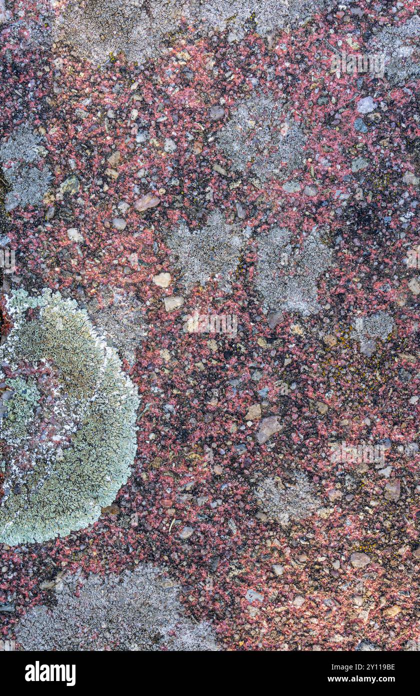 Pflasterstein mit Flechten, Stillleben aus der Natur, Tapeten Stockfoto