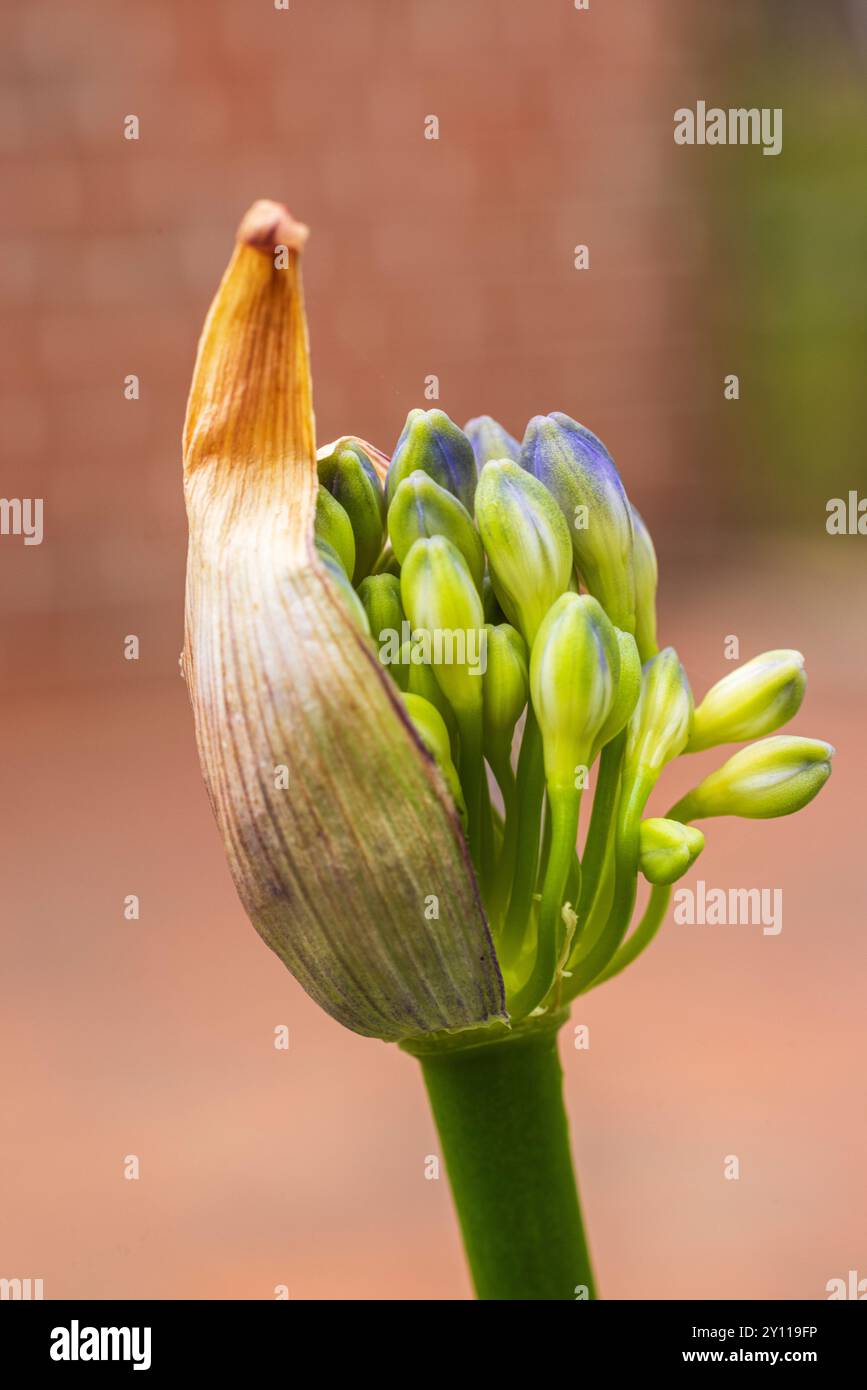 Zierlilie 'Nordstern' (Agapanthus), Nahaufnahme Stockfoto