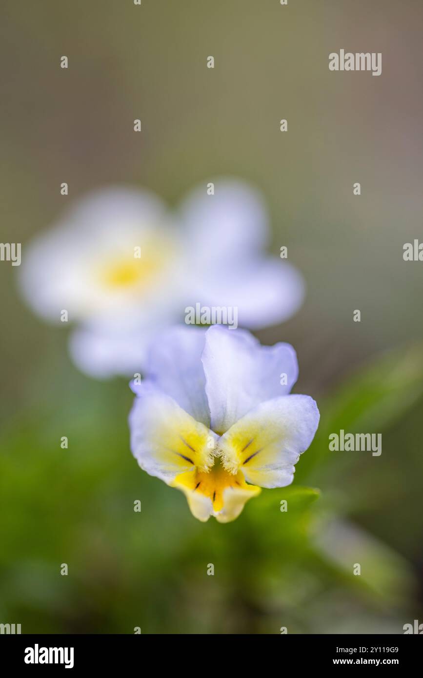 Wildes Stiefmütterchen, Blume, Nahaufnahme Stockfoto