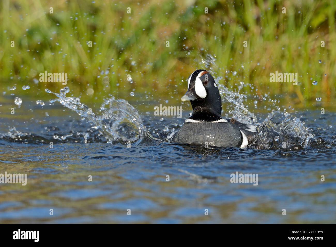 badeschuhe (Histrionicus histrionicus) Stockfoto