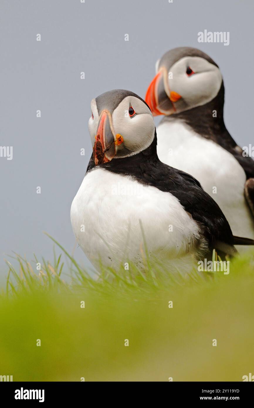 Porträt zweier Papageientaucher (Fratercula arctica) auf einer Klippe bei Latrabjarg, Vogelklippen im Nordwesten Islands Stockfoto