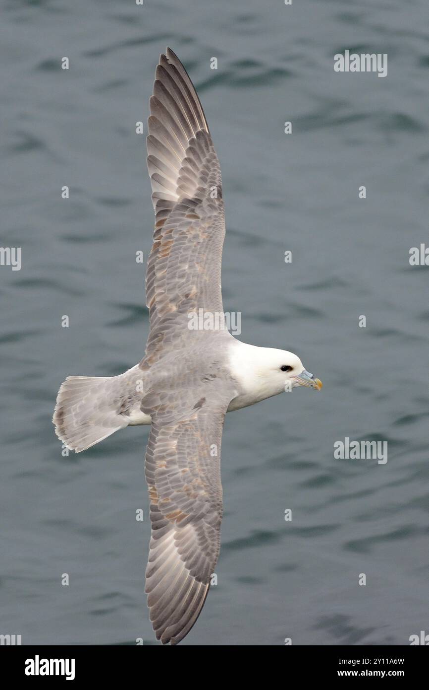 Nördlicher Fulmar (Fulmarus glazialis) im Flug, Nordküste der Snaefellsnes-Halbinsel, Island Stockfoto