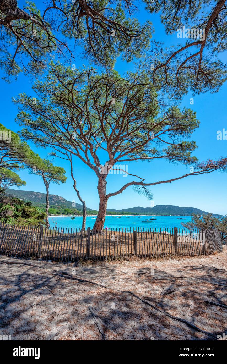 Der berühmte Strand von Palombaggia aus dem Kiefernwald dahinter. Porto Vecchio, Corse-du-Sud, Korsika, Frankreich Stockfoto