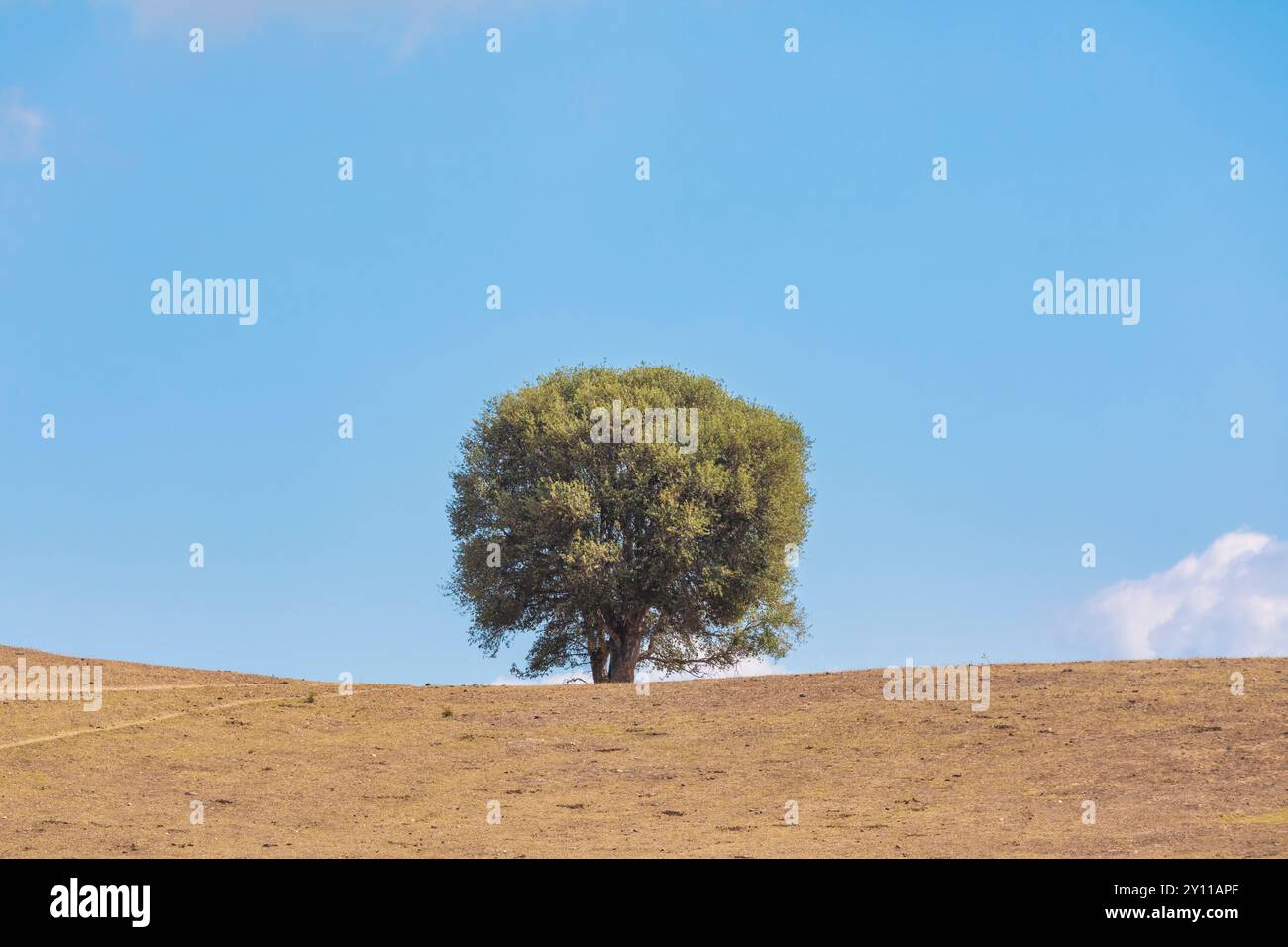 Einsamer Baum, Korkeiche, Tallone, Haute-Corse, Oberkorsika, Frankreich Stockfoto