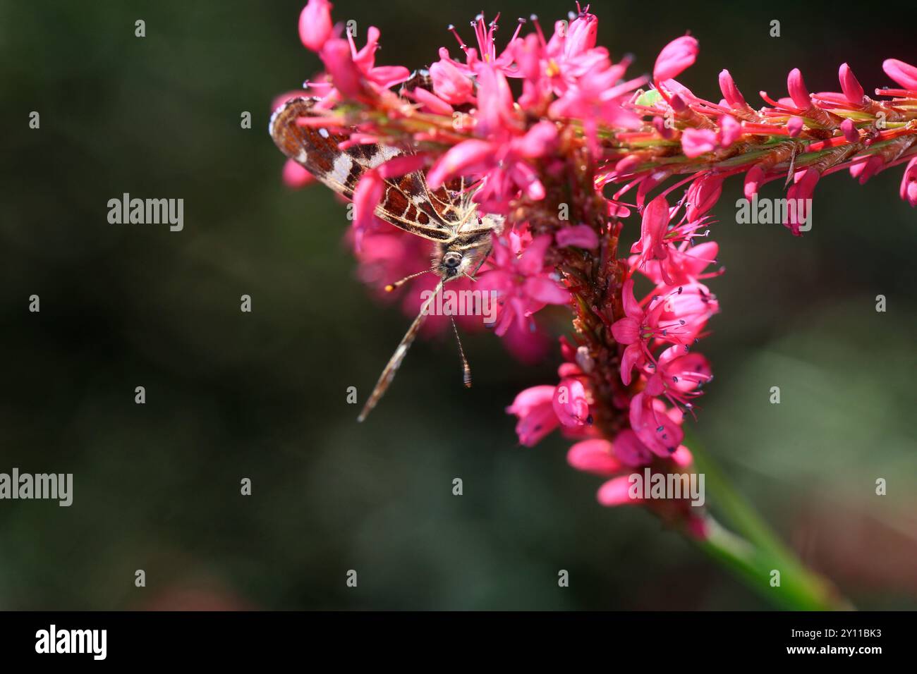 Karte Schmetterling (Araschnia levena) auf Bergvlies (Bistorta amplexicauli, Persicaria amplexicaulis) Stockfoto