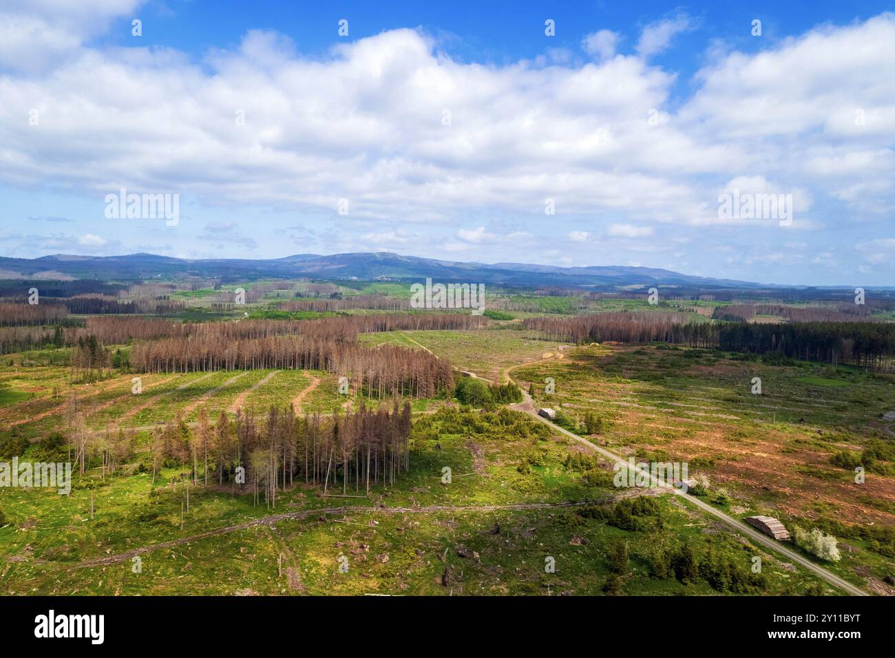 Sommer, Luftaufnahme, Rindenkäfer, Klimawandel, Wald, Harz, Deutschland, Europa Stockfoto