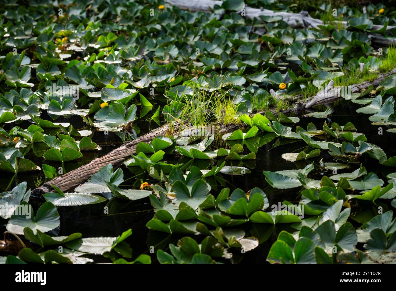 Eine Mischung aus Wasserpflanzen, darunter große gelbe Teichlilie, wächst im Isa Lake, Yellowstone National Park, Wyoming Stockfoto