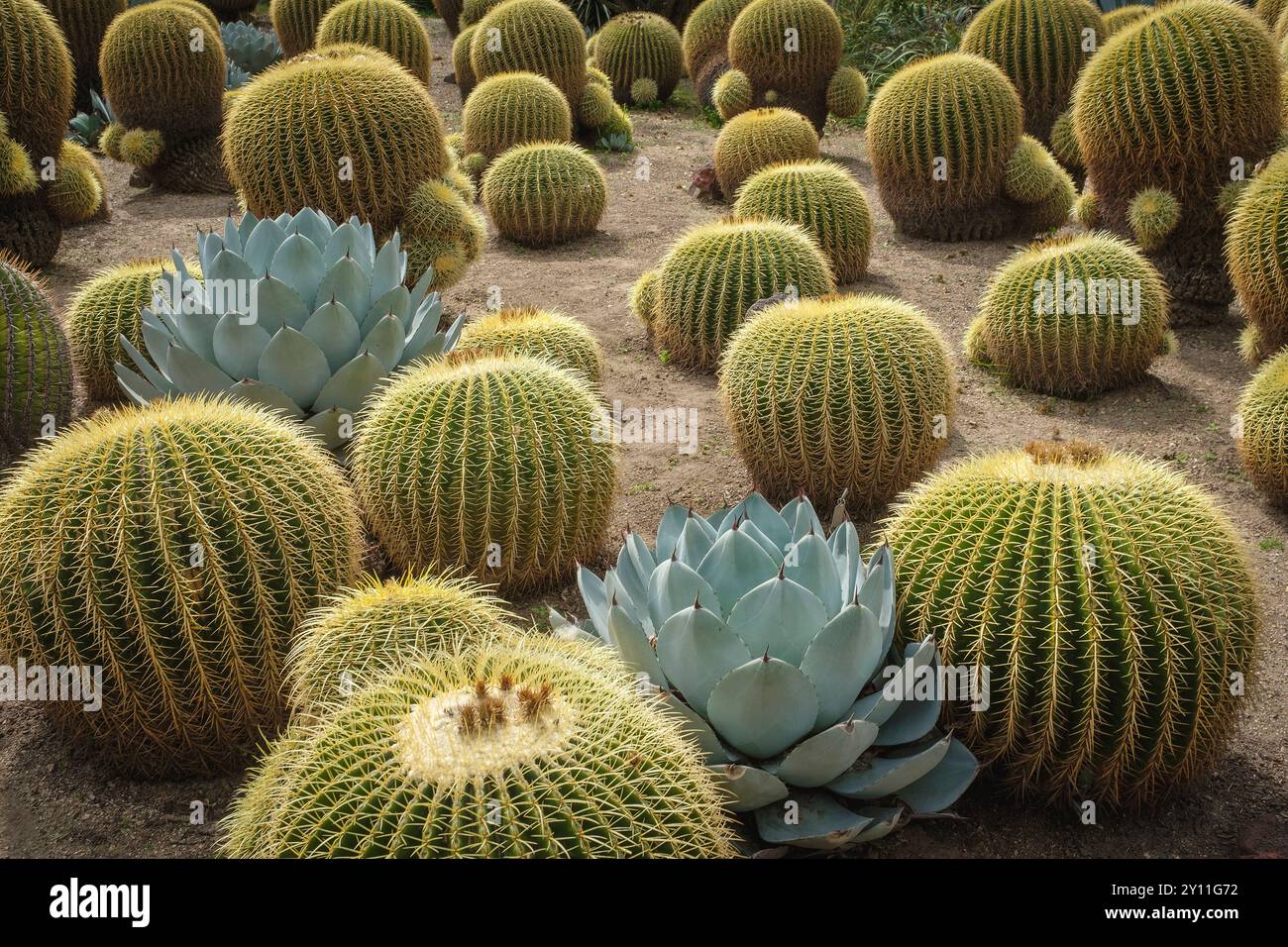 Feld mit goldenen Fasskakteen mit Agavensukkulenten, Huntington Gardens, Pasadena, Kalifornien, USA Stockfoto