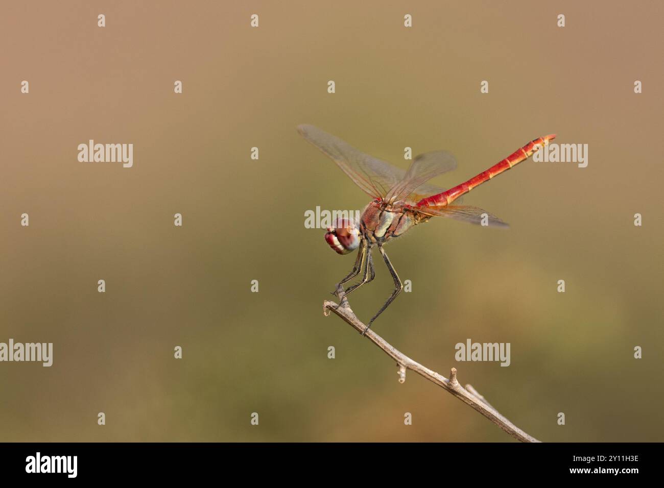 Rotgeäder Darter, Zypern Stockfoto