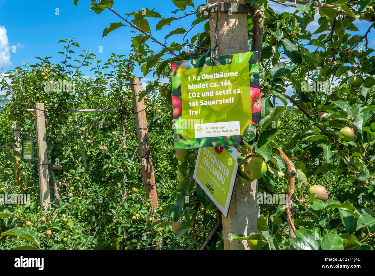 Obstbau am Kalterer See, Kaltern, Südtiroler Weinstraße, Provinz Bozen, Südtirol, Südtirol, Trentino-Südtirol, Italien, Italien Stockfoto