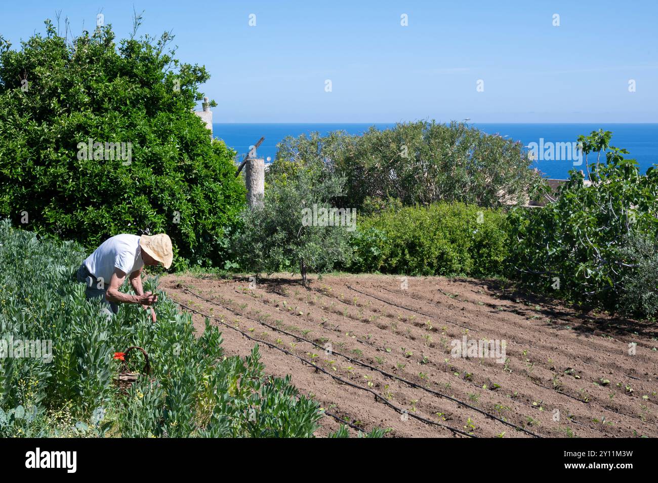 Italien, Tyrrhenische See, Lipari-Inseln / Äolische Inseln, Salina, Hotel Signum, Michele Caruso erntet in seinem Garten Stockfoto