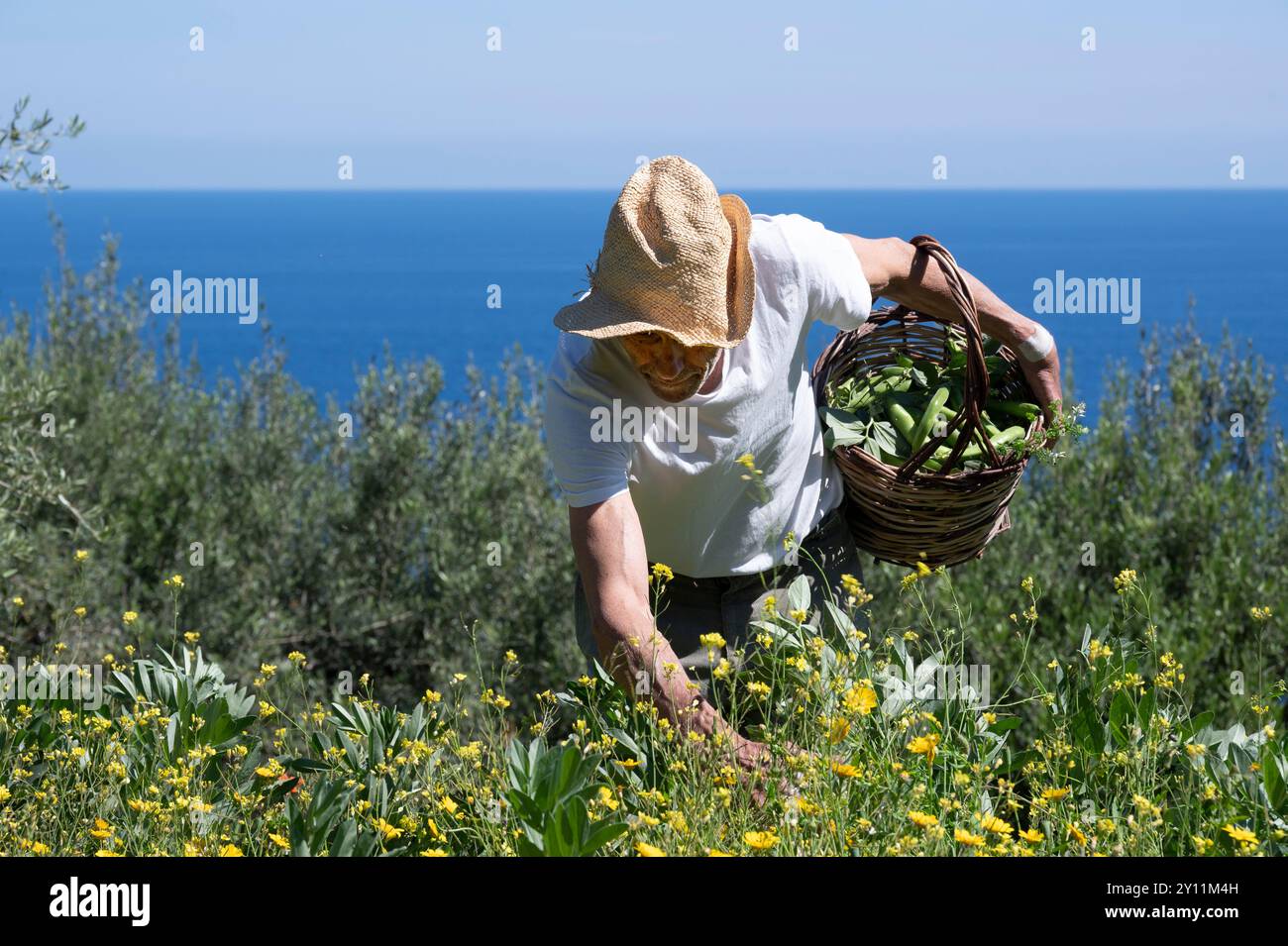 Italien, Tyrrhenische See, Lipari-Inseln / Äolische Inseln, Salina, Hotel Signum, Michele Caruso erntet in seinem Garten Stockfoto