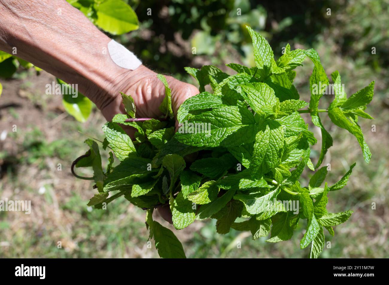 Italien, Tyrrhenische See, Lipari-Inseln / Äolische Inseln, Salina, Hotel Signum, Garten, Michele Caruso erntet frische Minze (Mentha) Stockfoto