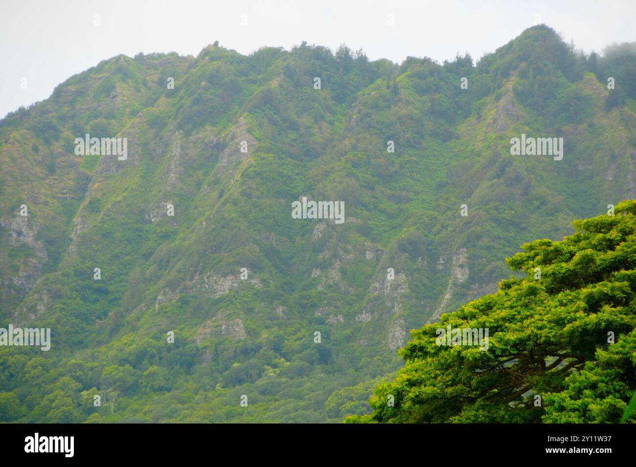 Oahu, Hawaii, USA. Regenwald in dampfender Lichtsituation. Juni 2023 Stockfoto