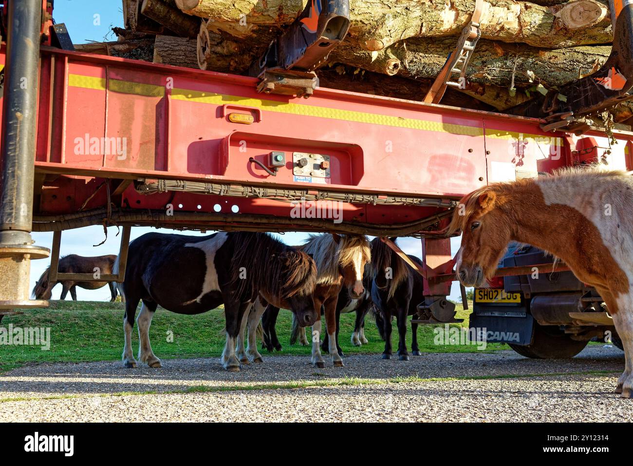 New Forest National Park, 3. September 2024, Credit:Michael Palmer/Alamy Live News Stockfoto